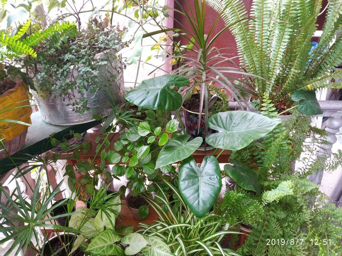 Downtown Guest House Kutaisi Ngoại thất bức ảnh